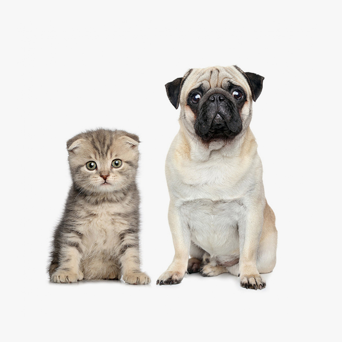 Costish Cat