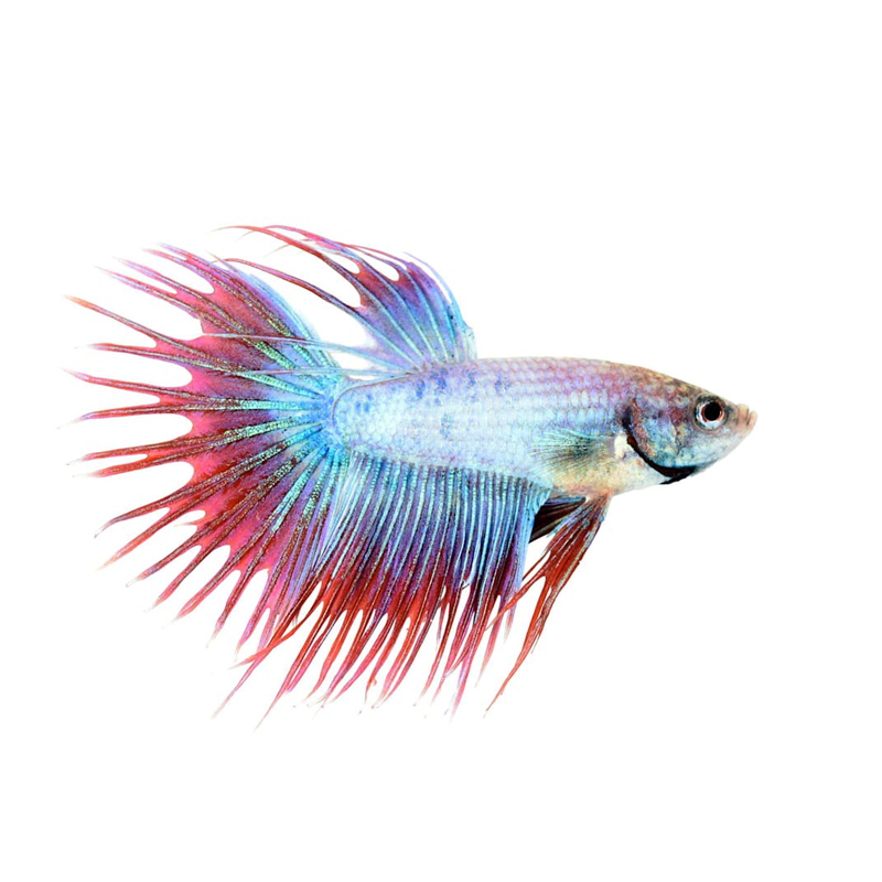 Male Elephant Ear Betta